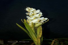 Zeuxine strateumatica